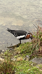 Branta ruficollis