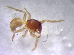 Trachelas minor
