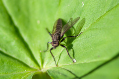 Lasiopogon