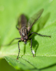Lasiopogon