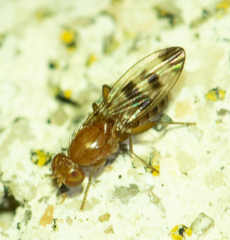 Opomyzidae