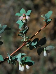 Symphoricarpos rotundifolius parishii
