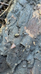 Cochlicopa lubrica