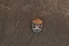 Solenotichus circuliferus