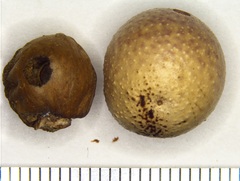 Disholcaspis quercusglobulus