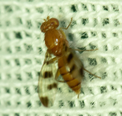 Opomyzidae