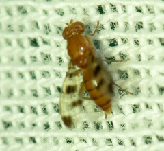 Opomyzidae