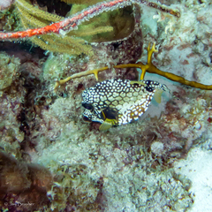 Lactophrys triqueter