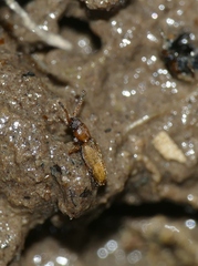 Psammoecus bipunctatus