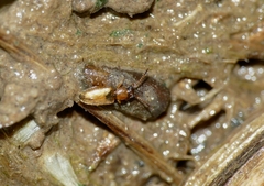 Psammoecus bipunctatus