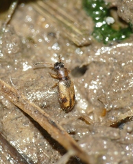 Psammoecus bipunctatus