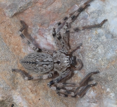 Eusparassus levantinus