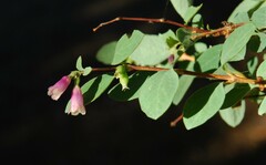 Symphoricarpos rotundifolius