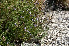 Globularia alypum