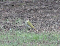 Picus viridis