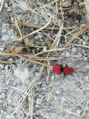 Dasymutilla erythrina