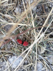 Dasymutilla erythrina