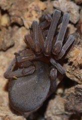 Filistata insidiatrix