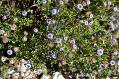 Globularia alypum