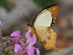 Papilio dardanus cenea