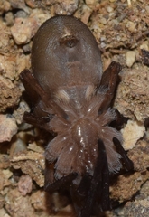 Filistata insidiatrix