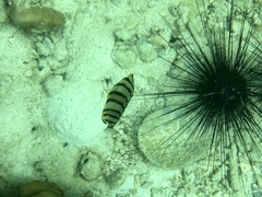 Chaetodon octofasciatus