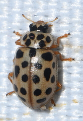 Anisosticta novemdecimpunctata
