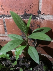 Barleria oenotheroides