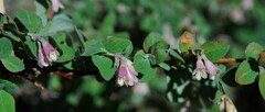 Symphoricarpos rotundifolius parishii