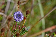 Globularia alypum