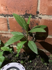 Barleria oenotheroides