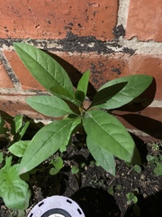 Barleria oenotheroides