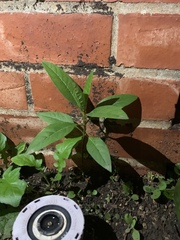Barleria oenotheroides
