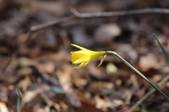 Narcissus pseudonarcissus