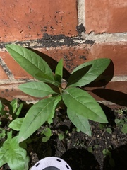 Barleria oenotheroides