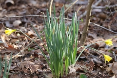 Narcissus pseudonarcissus