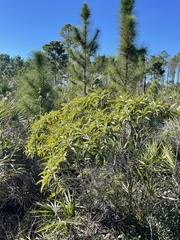 Miconia bicolor
