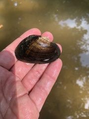 Strophitus undulatus