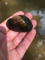 Strophitus undulatus