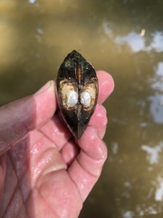 Strophitus undulatus