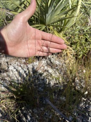 Digitaria filiformis
