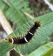 Lepidoptera