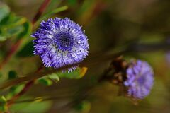 Globularia alypum
