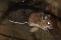 Apodemus flavicollis