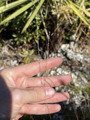Digitaria filiformis