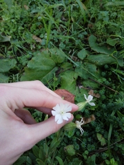 Silene latifolia