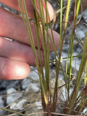 Digitaria filiformis