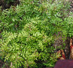 Harrisonia perforata