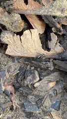 Notiophilus sylvaticus