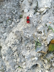 Dasymutilla erythrina